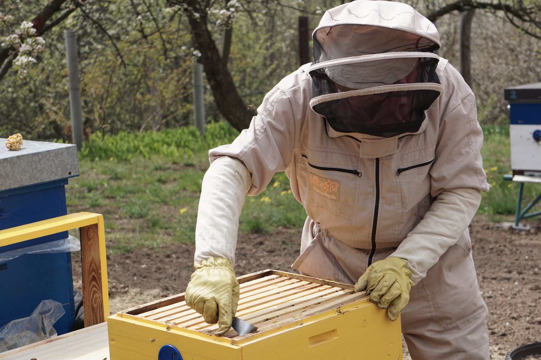 an older beekeeper in a white suit lifting a frame from a horizontal hive