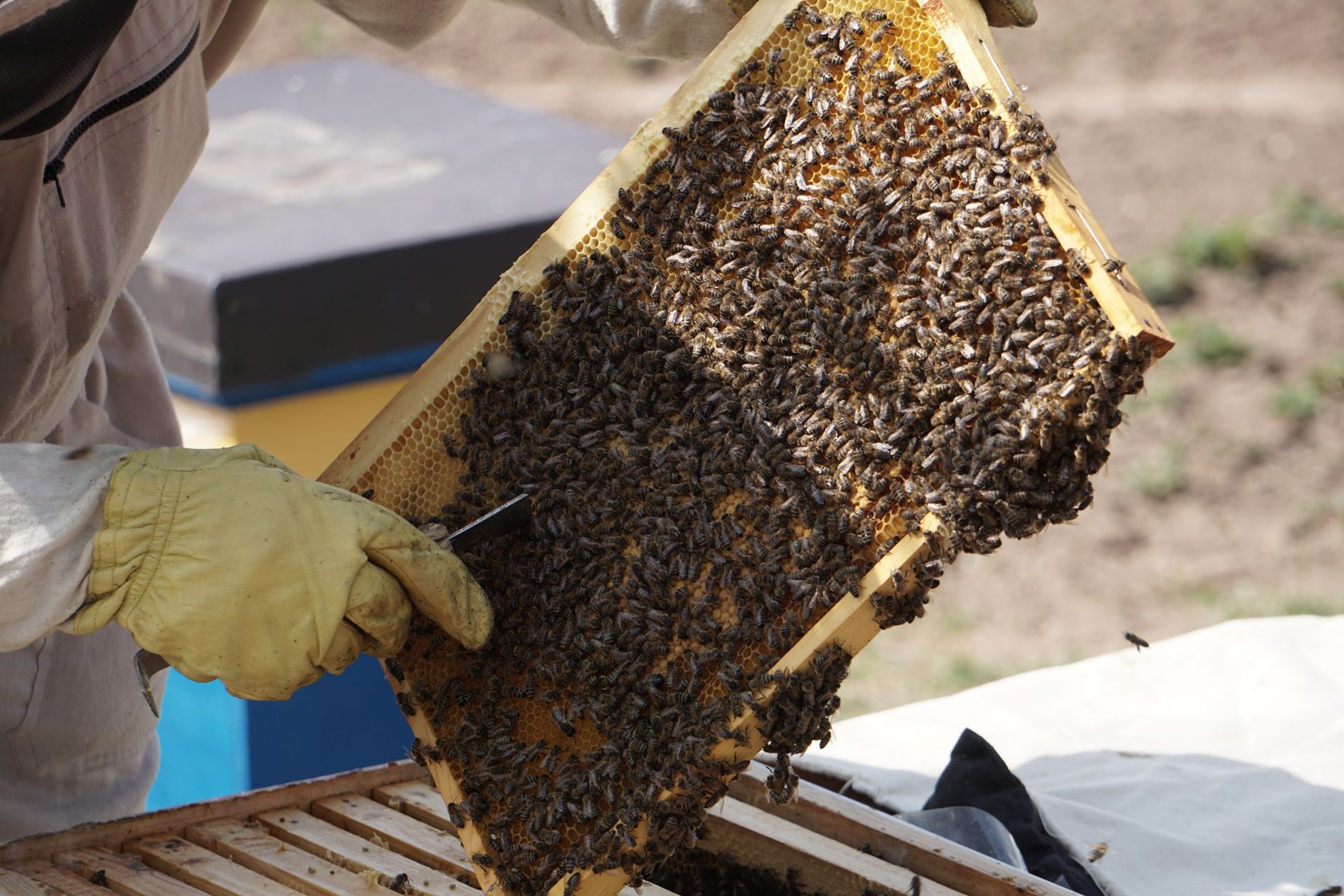 Beekeeper holding a hive frame showing peanut-shaped queen cells on the bottom bar