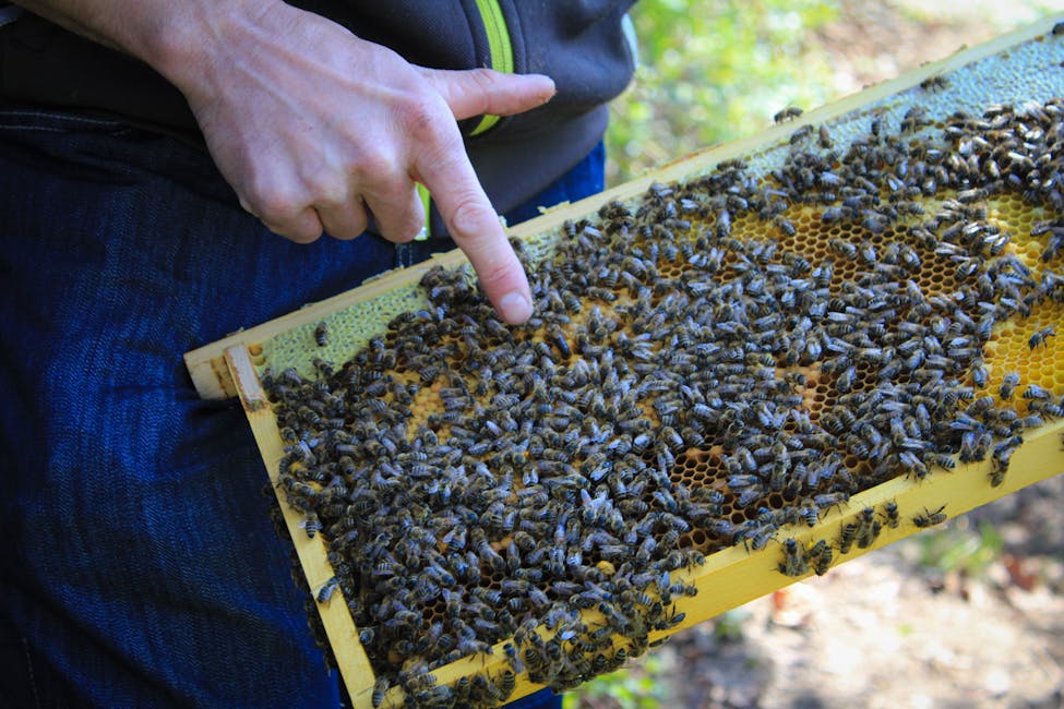 10 Beginner Beekeeping Mistakes (And How to Avoid Every One)