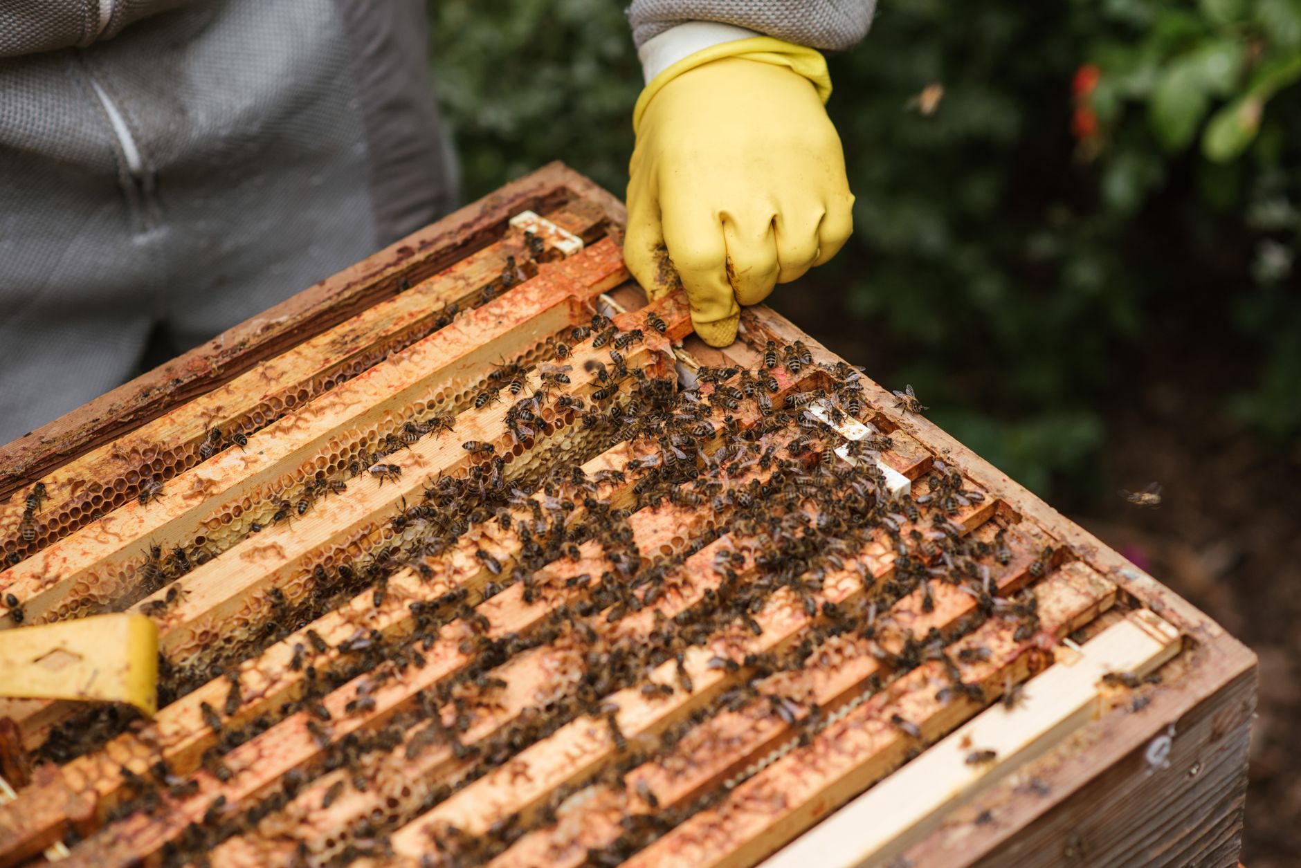 a beekeeper holding a brood frame while inspecting bees for disease