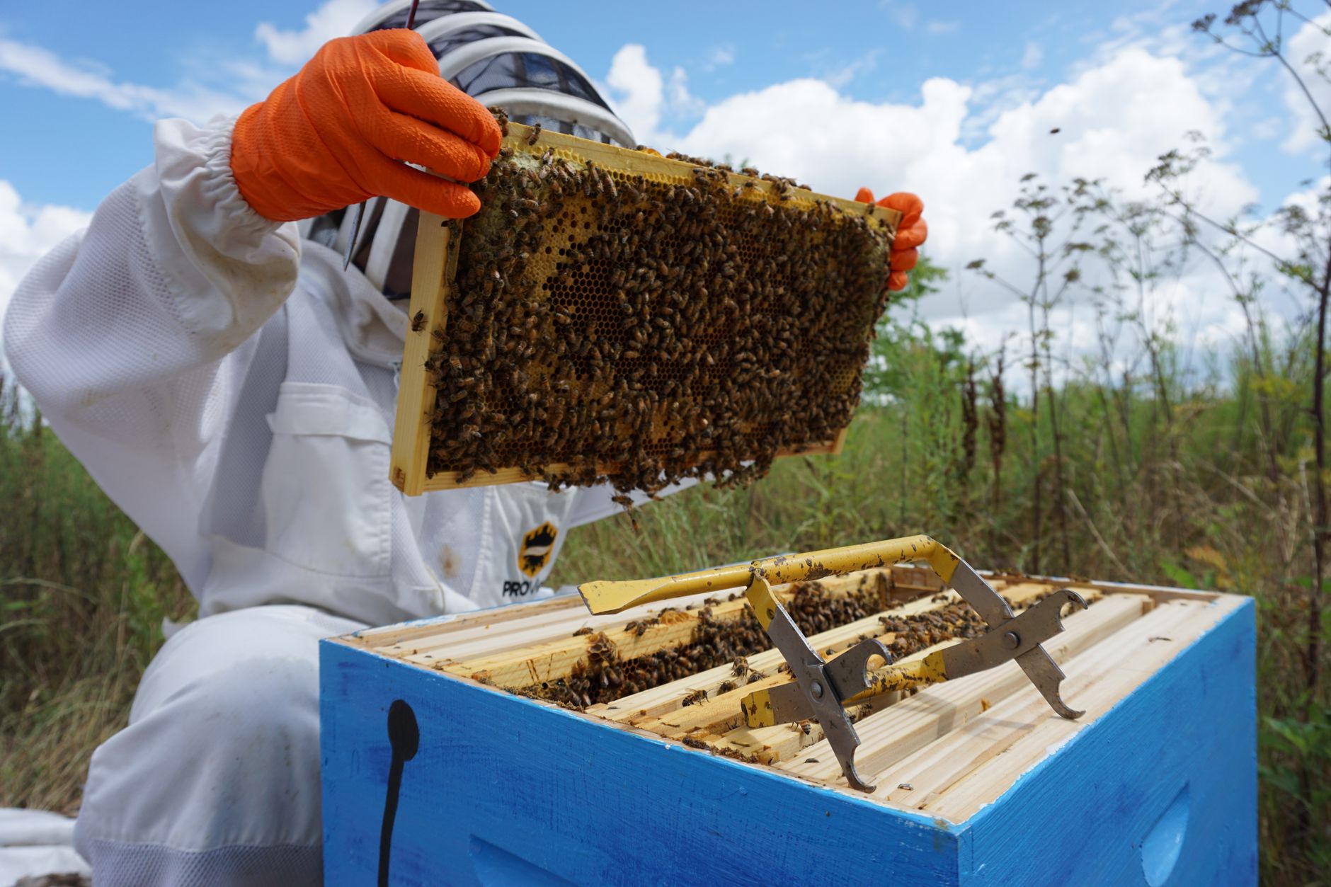 A beekeeper in a white suit holding a frame covered with bees during a hive inspection.