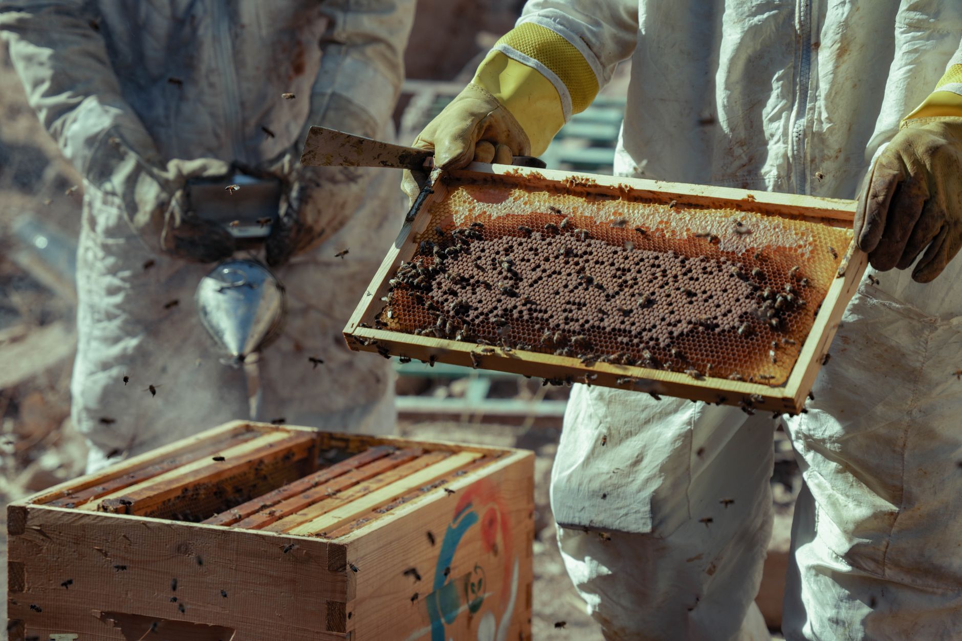 a beekeeper in white suit turning a manual honey extractor with frames