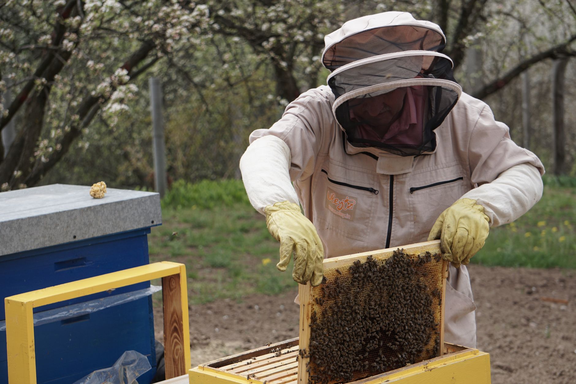 a beekeeper in a protective jacket holds a wooden frame full of honey and bees