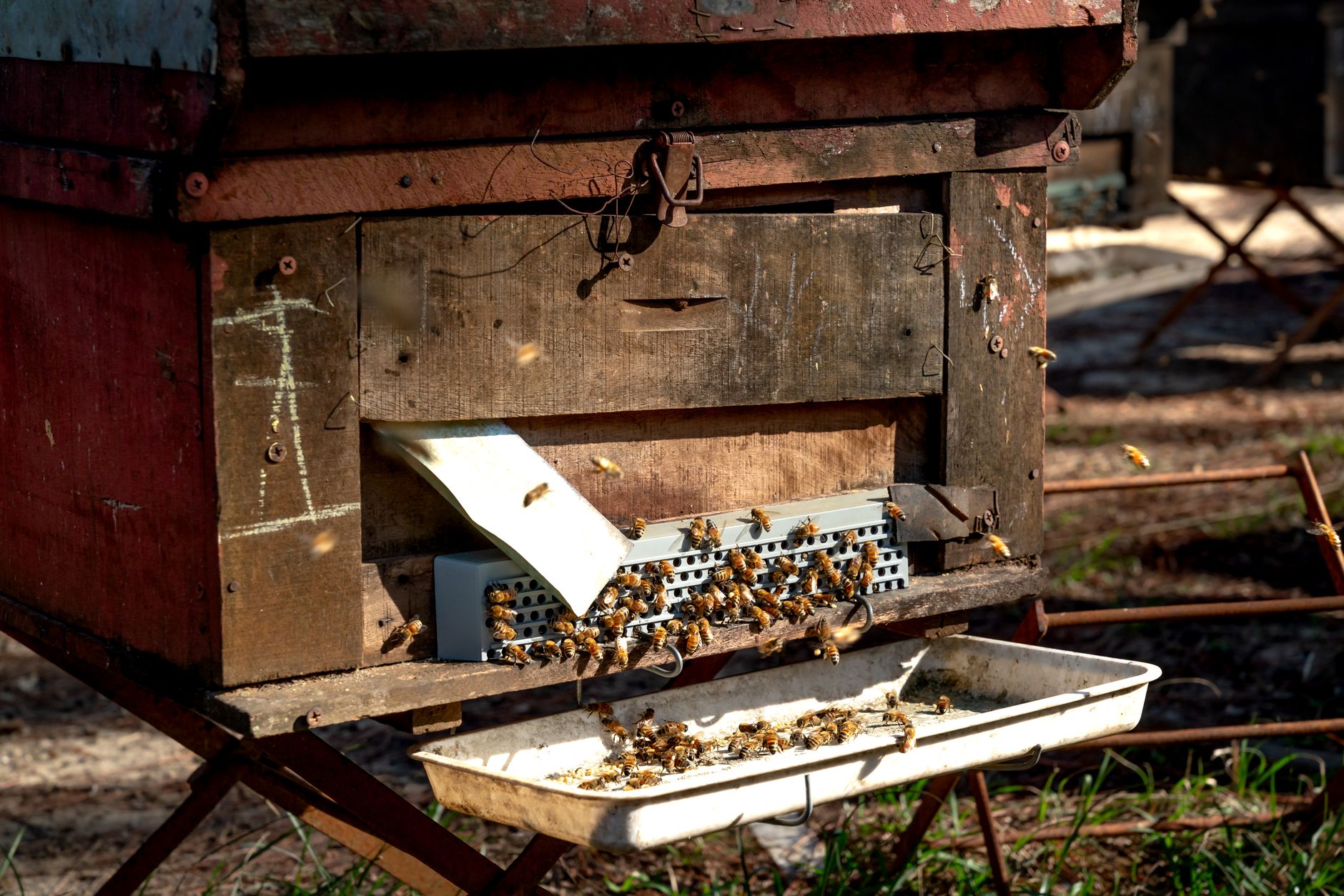 many honey bees gathered around a wooden hive entrance on a sunny day