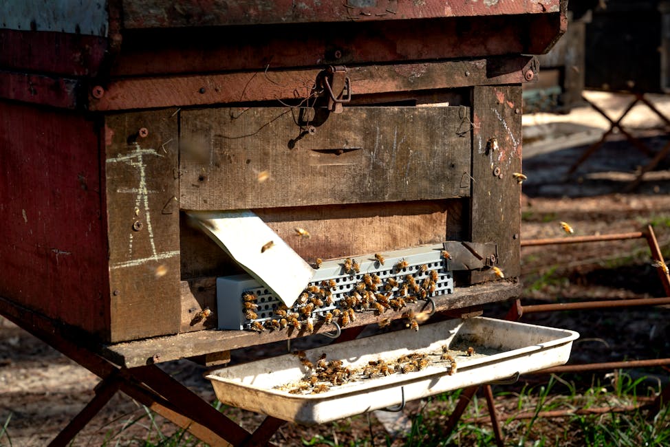How Much Honey Does One Hive Produce Per Year?