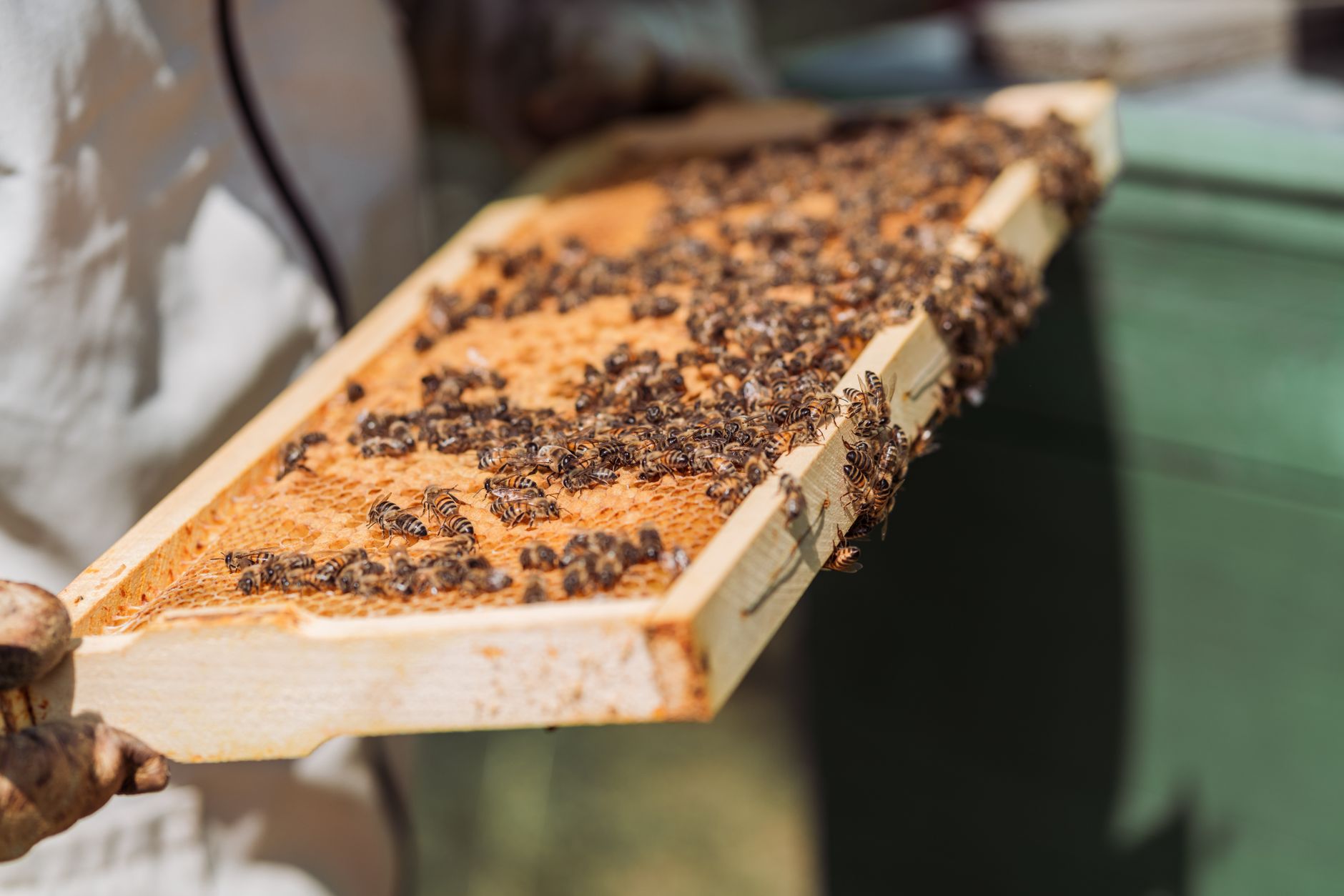 Capped honeycomb frame showing white wax cappings against a beehive background