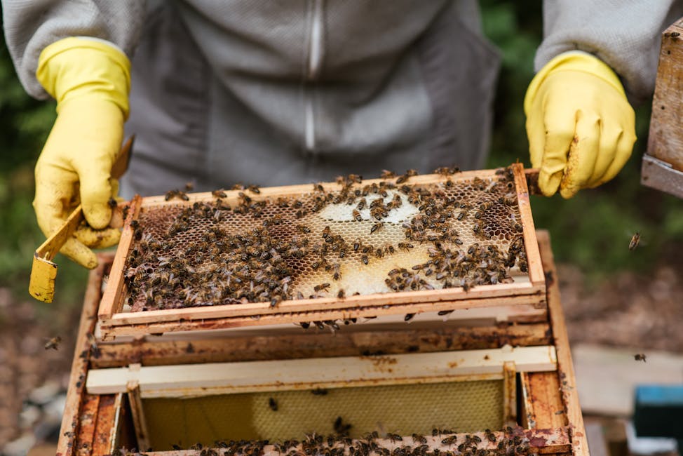 How to Harvest Honey for the First Time: A Beginner's Step-by-Step Guide
