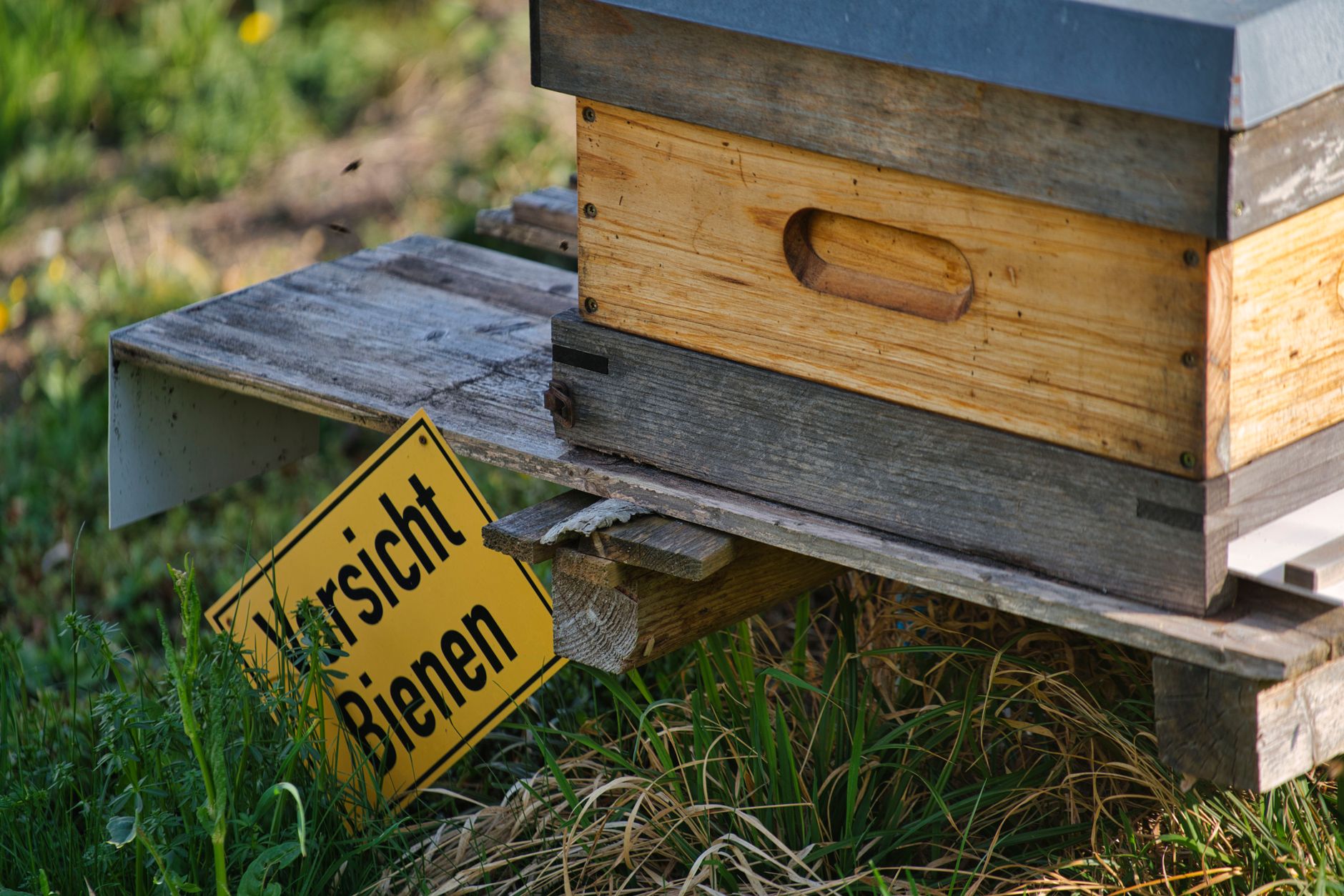 A beehive on a wooden stand in a sunny backyard with plants nearby