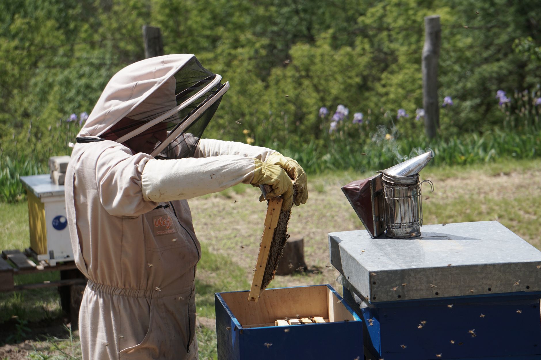 Beekeeper pouring bees from a package into a Langstroth hive