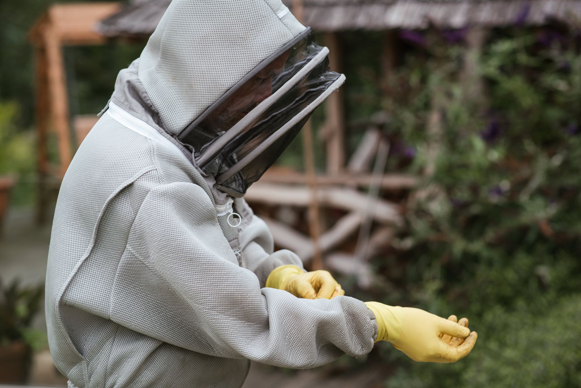 Beekeeper in a protective suit placing a mite treatment strip into a beehive